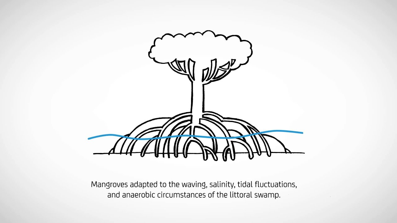 Mangroves Drawing
