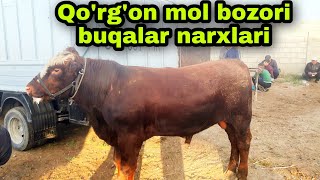 Romitan qo'rgo'n mol bozori buqalar narxlari 5/05/2022