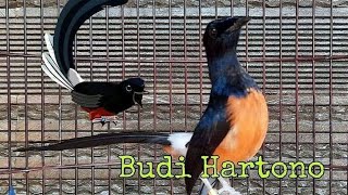 MURAI BATU Gacor Full Isian Cucak Jenggot Cililin Kenari Love Bird Kapas Tembak | Favorit Juri