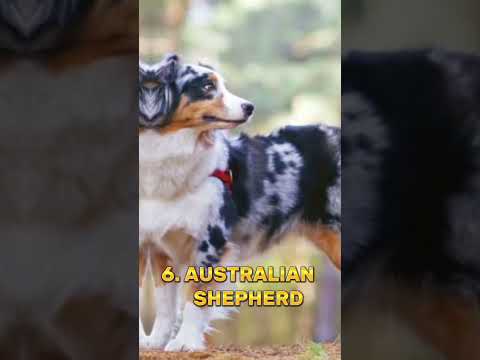 Видео: Кучета 101: 10 породи кучета