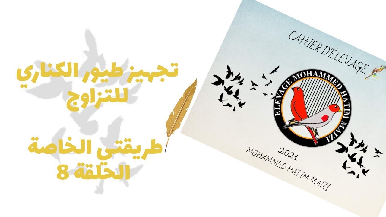 8 تجهيز طيور الكناري للتزاوج   طريقتي الخاصة الحلقة رقمPREPARATION DES CANARIS POUR LA REPRODUCTION