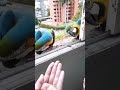 Guacamayas espectaculares en Caracas, Venezuela