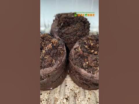 Торфяные таблетки для выращивания рассады - YouTube