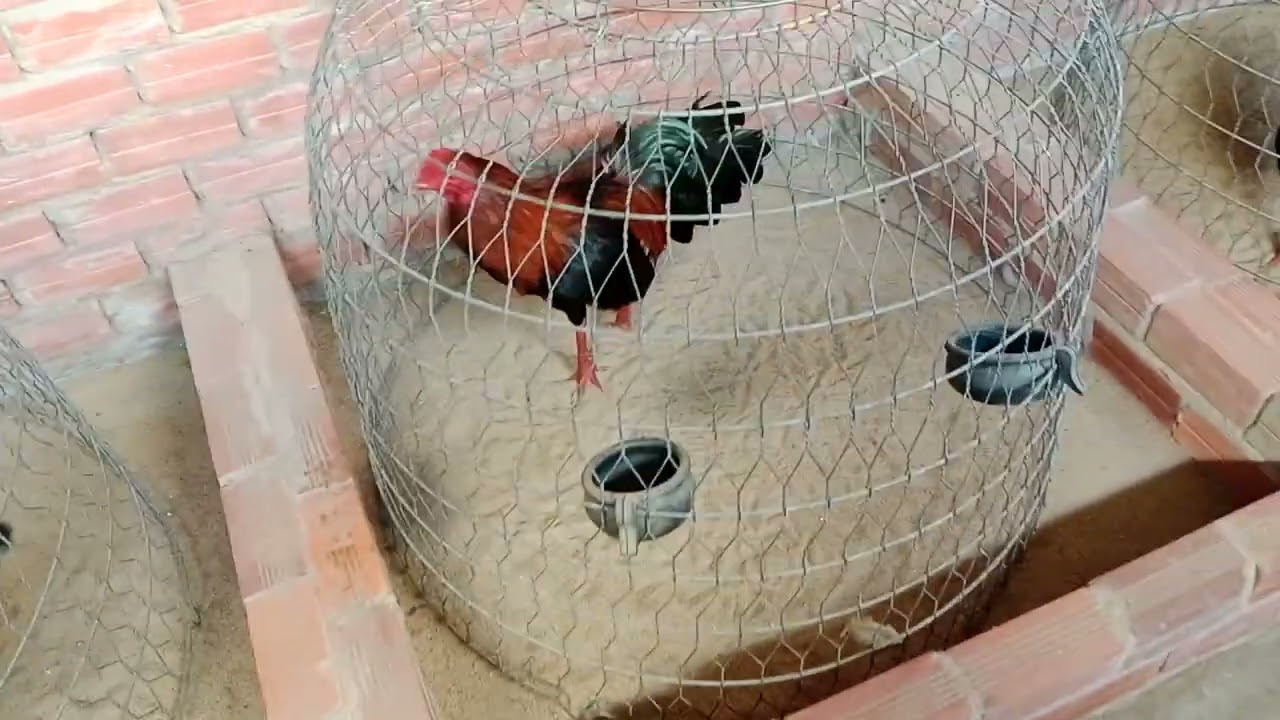 Tốp gà giỏi gìa sinh viên đầu năm 2026 🥰🥰 @976...847..597###