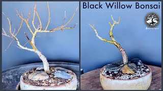 Willow Tree Bonsai - trim & repot