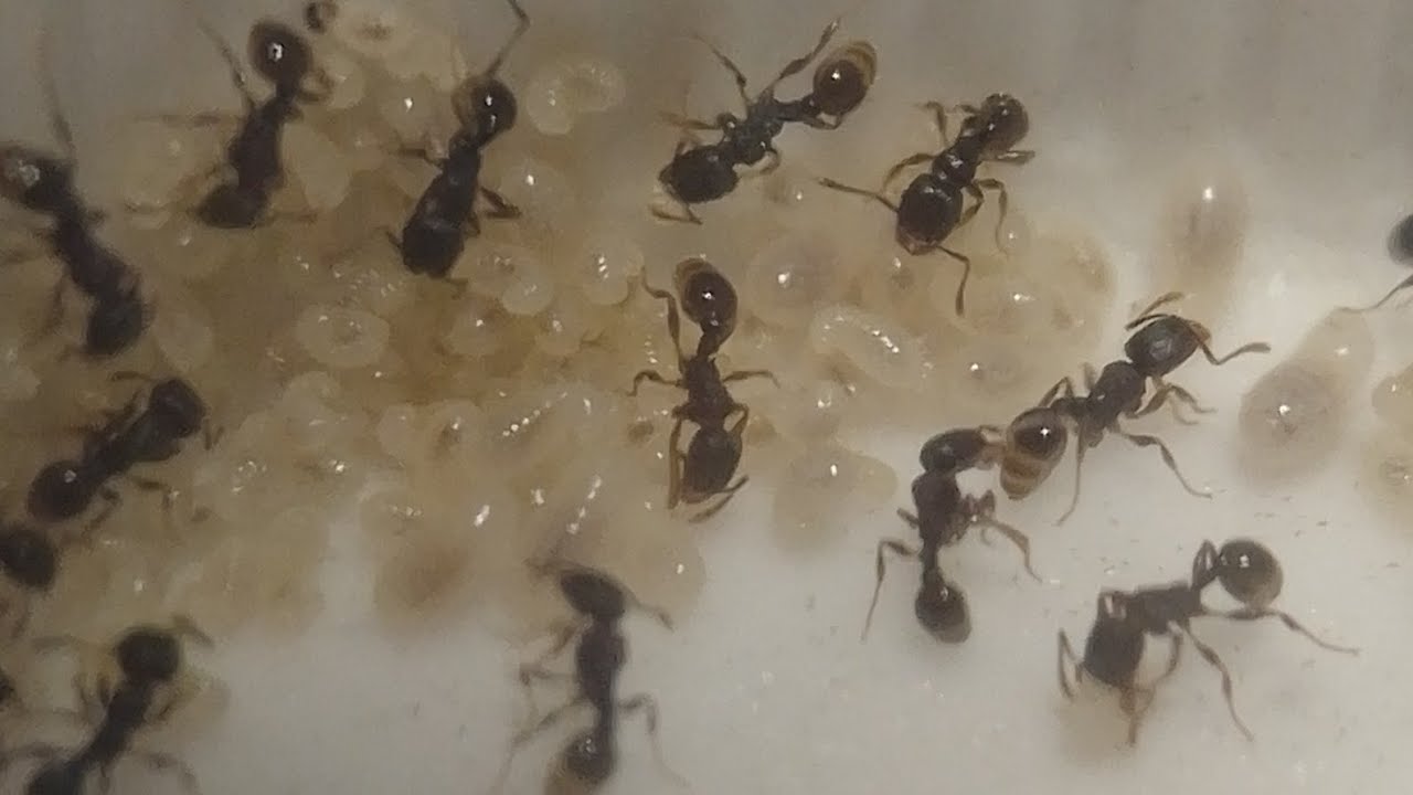 トビイロシワアリにハチミツを与えて観察してみる