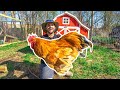 I Bought a GIANT ROOSTER for My BACKYARD FARM!!!