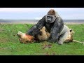 LIVE: Big Battle of Gorilla vs Lion - Crocodile vs Leopard - Buffalo vs Python - Wild Animals 2018
