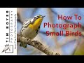 How to Photograph Small Birds