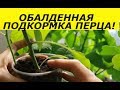 ОБАЛДЕННАЯ РАССАДА ПЕРЦА  ПОСЛЕ ТАКОЙ ПОДКОРМКИ / ПЕРЕЦ ОТ СЕМЯН ДО УРОЖАЯ