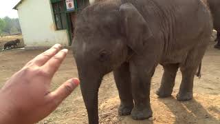 A rendezvous with a Baby elephant