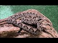 ヘビのお食事タイム(タンビマムシ)