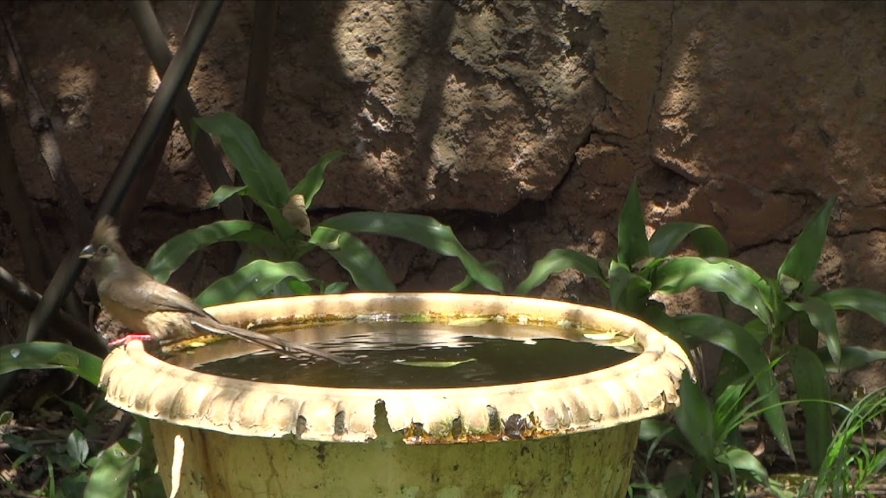 Thirsty Birds #Relaxation#Wellness
