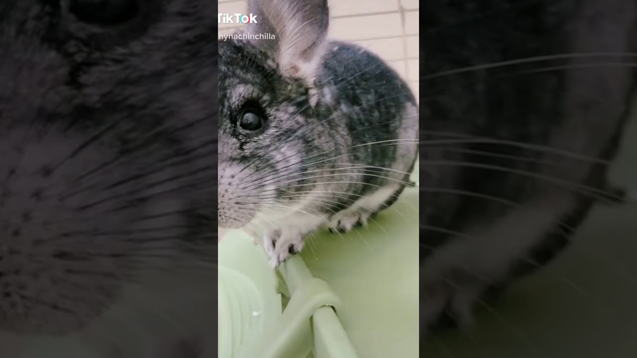 Try to not laugh Funny TikTok moments Funny chinchilla Funny