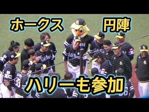 2023/4/22 ハリーホークも参加しての試合前円陣！（福岡ソフトバンクホークス）