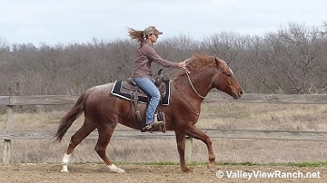 Boon Cat Bodee - riding BRIDLELESS! - ValleyViewRanch.net