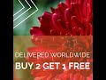 Chrysanthemum Red Plant Sale Padmamnursery Com Chrysanthemum Red Plant Sale Padmamnursery Com