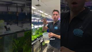 How To Safely Introduce New Fish Into Your Tank