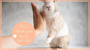 Teach your bunny high five