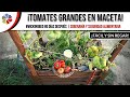 🍅 TOMATES GRANDES en MACETA y sin REGAR 💦 + Hotel de lombrices | #WickingBed 80 días después