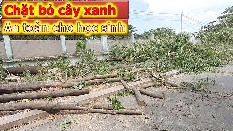 Chặt bỏ cây xanh hàng loạt trong trường học để đảm bảo an toàn cho học sinh | #letrongtaikids