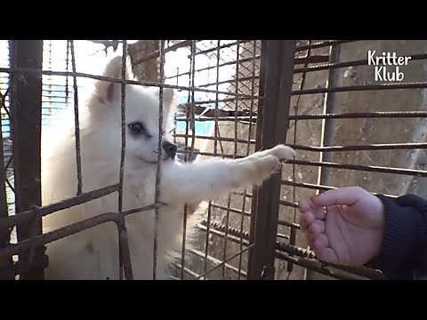 Video: Puppy Hell: Sự kinh hoàng của Puppy Mill