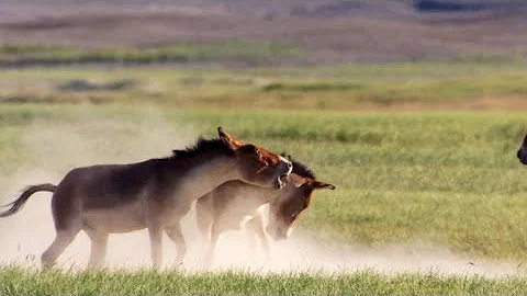 Male Kiangs Duke it Out for the Right to Mate