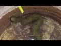 தாய்லாந்தை ஆச்சரியப்படுத்திய மயிர்கள் வளர்ந்திருந்த பாம்பு |Hairy snake|jelly fish lighting!!