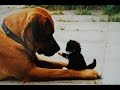 Grands chiens Jouer avec Chaton Compilation 2015 [HD NOUVELLE VIDEO]