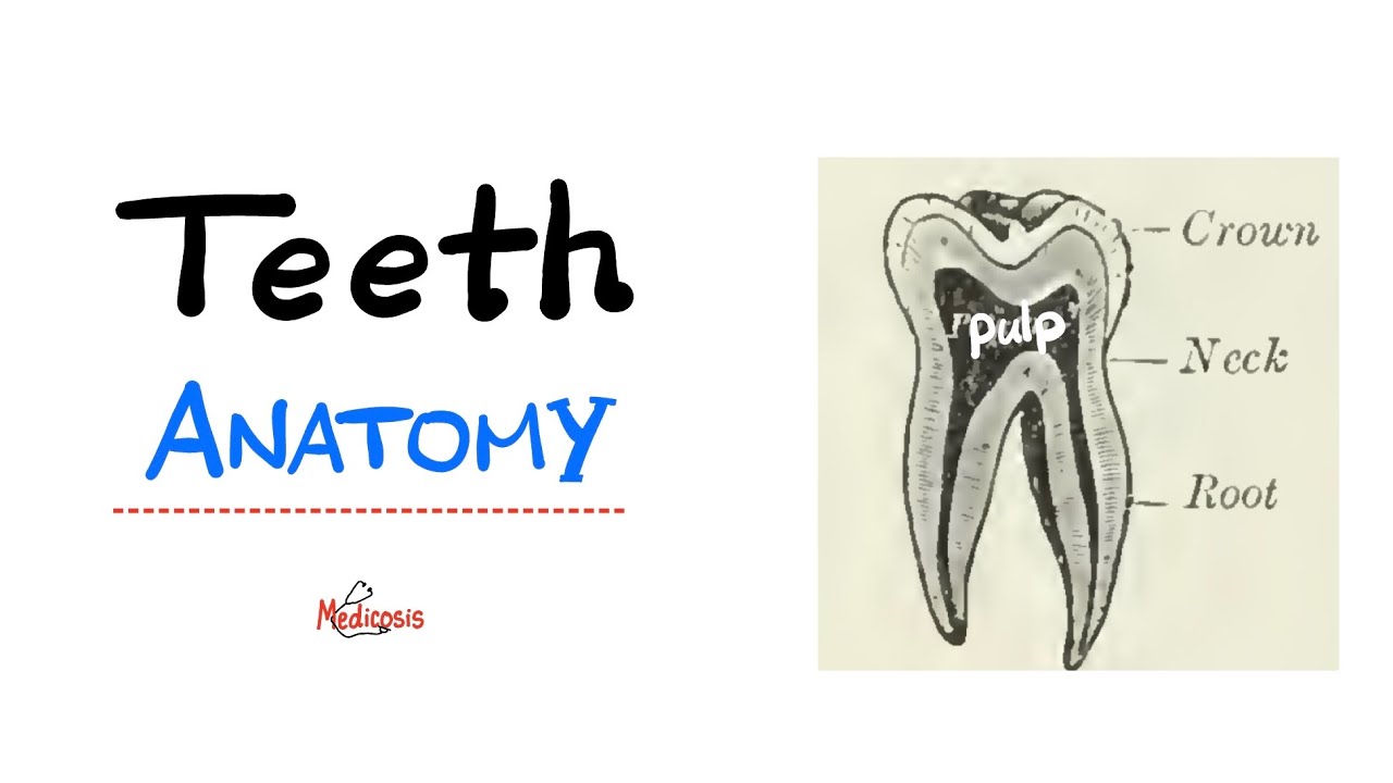 Анатомия зубов – Введение в стоматологию – Анатомия головы и шеи