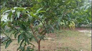 BIBIT UNGGUL BUAH MANGGA CHOKANAN UMUR 2 TAHUN SUDAH BERBUAH