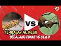 MASTERAN TAJAM TEMBAKAN SEJALUR BELALANG EMAS vs CILILIN