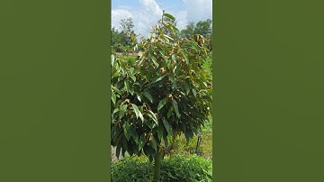 Cỏ trai, một loại cỏ tốt cho đất vườn sầu riêng