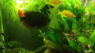 Using Cattle Dewormer In My Aquarium (Levamisole HCL)