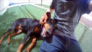 ADOPTED!!!   Phoebe - Doberman Pinscher For Adoption - Tempe AZ