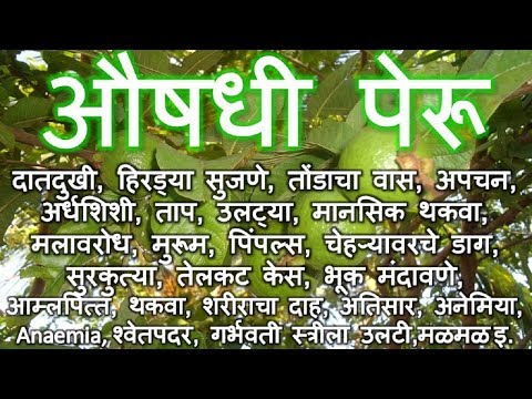 बहुगुणी पेरू || दातदुखी, हिरड्या सुजणे, तोंडाचा वास, अपचन, अर्धशिशी, ताप, उलटी, पिंपल्स घरगुती उपाय