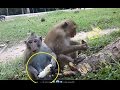 Monkey eating banana, monkey eat banana, monkey eating orange, monkey ea...