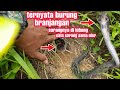 bukan untung dapat sarang burung branjangan  tp malah buntung