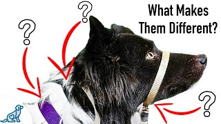 Which Dog Training Collar Is Right For YOUR Dog?