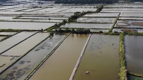 NUÔI TÔM QUẢNG CANH CẢI TIẾN TẠI CÀ MAU