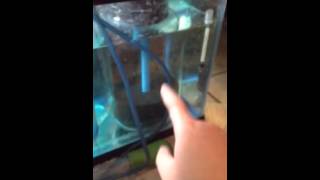 How to hatch/raise baby angel fish