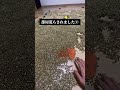 部屋荒らされました②#shorts