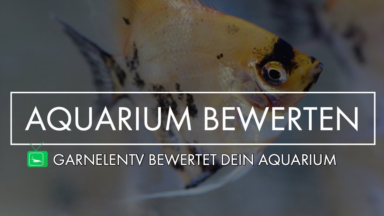 ICH REAGIERE AUF EURE AQUARIEN #2 | GarnelenTv
