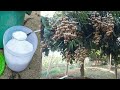 How to Produce Longan Tree Plants in Pots with Dense Fruit