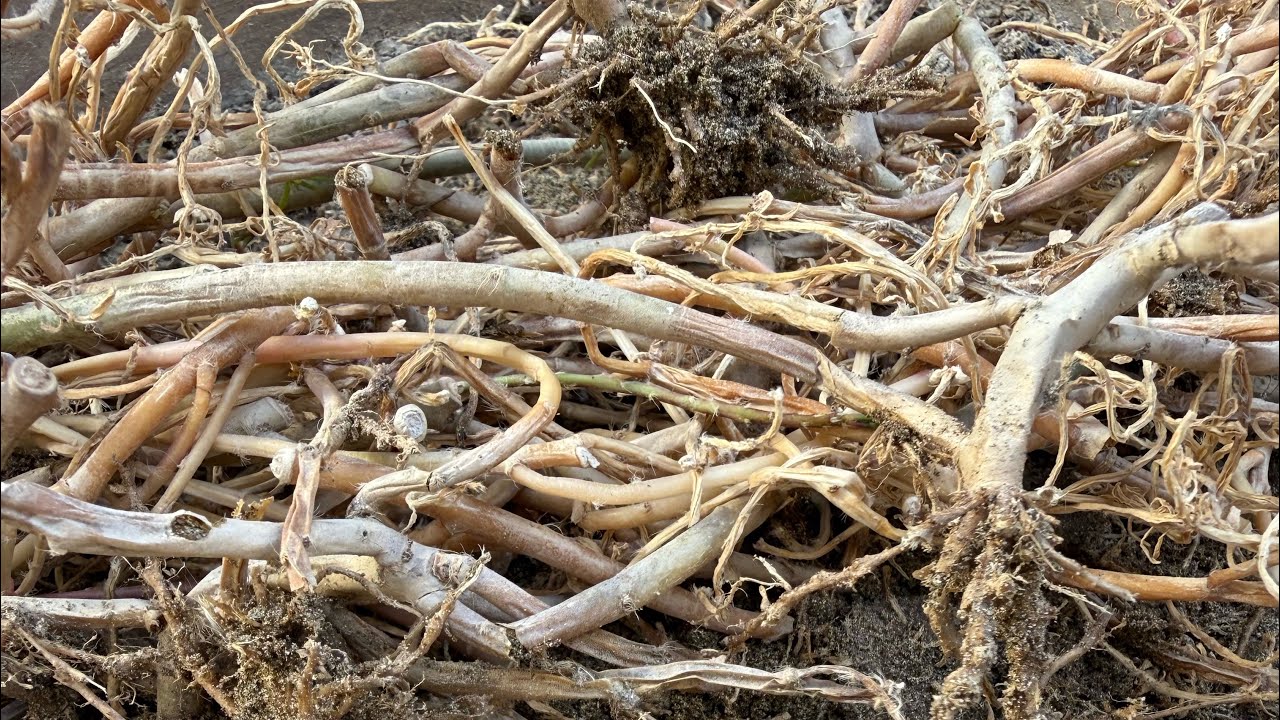 تعفن اغصان ورد الصباح 