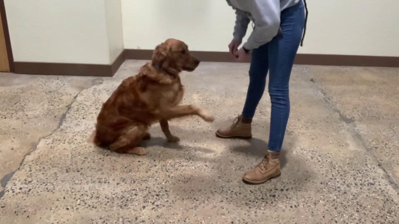 Maria The Dog Trainer & Teddy 1/14/2021