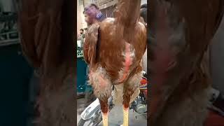 Famous aseel murga #aseel murga short feed #roosterfarm Net Worth