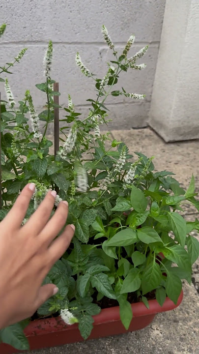 Mini garden vlog| #plants #england #ukculture #tress #nature