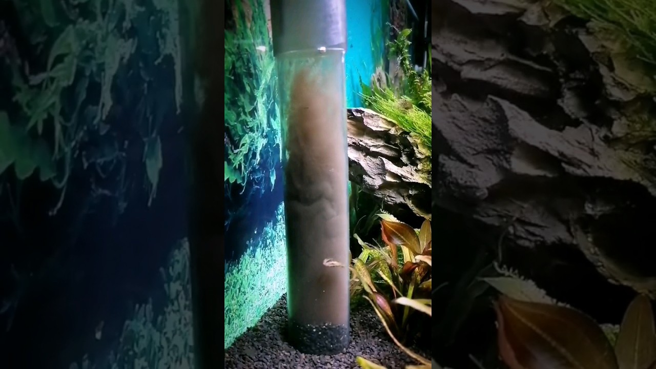 Mulm richtig im Aquarium absaugen.