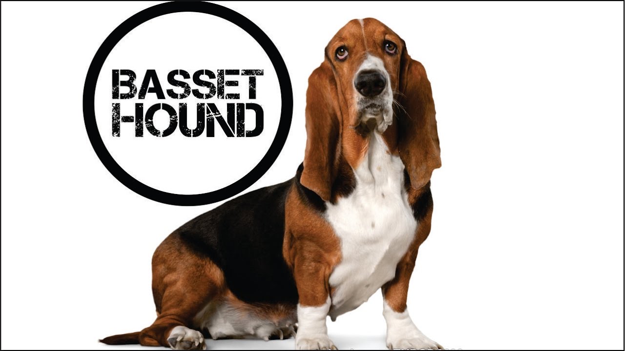 Basset Hound perro sabueso - YouTube
